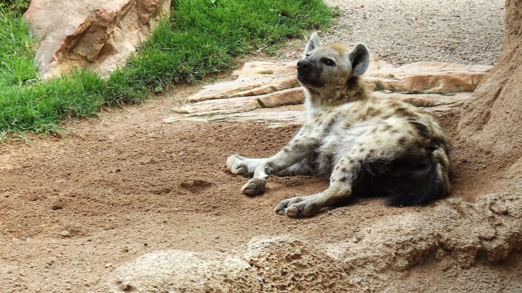 Hiena Bioparc