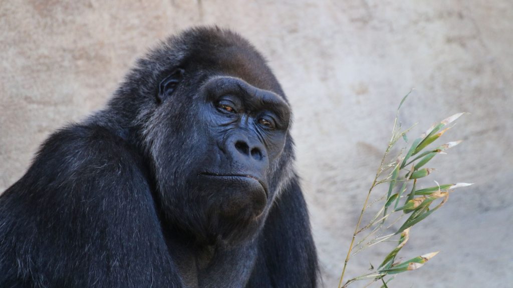 Bioparc Valencia