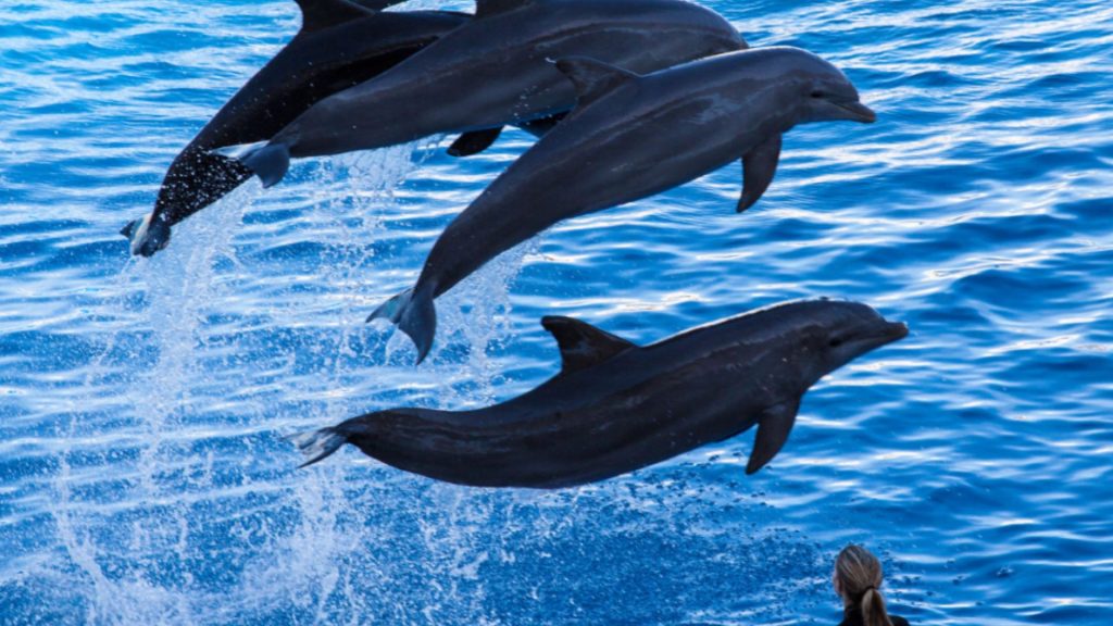 Delfines oceanografic