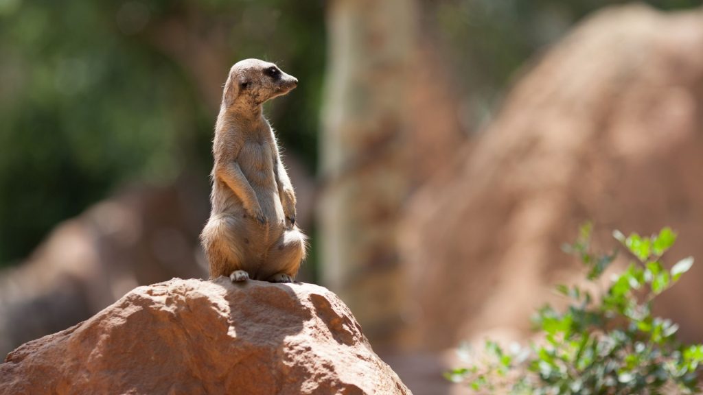 Bioparc Valencia, attività per bambini