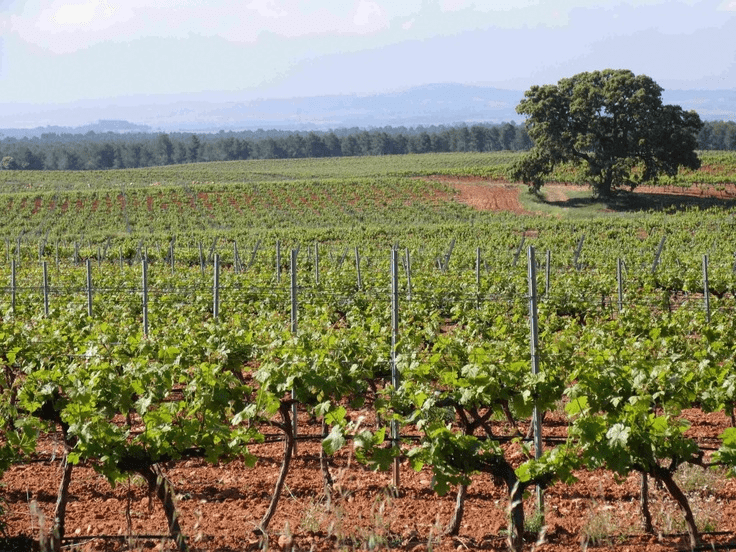 Bodega de Vino Valencia - Utiel