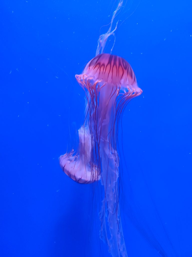 Meduse Oceanogràfic