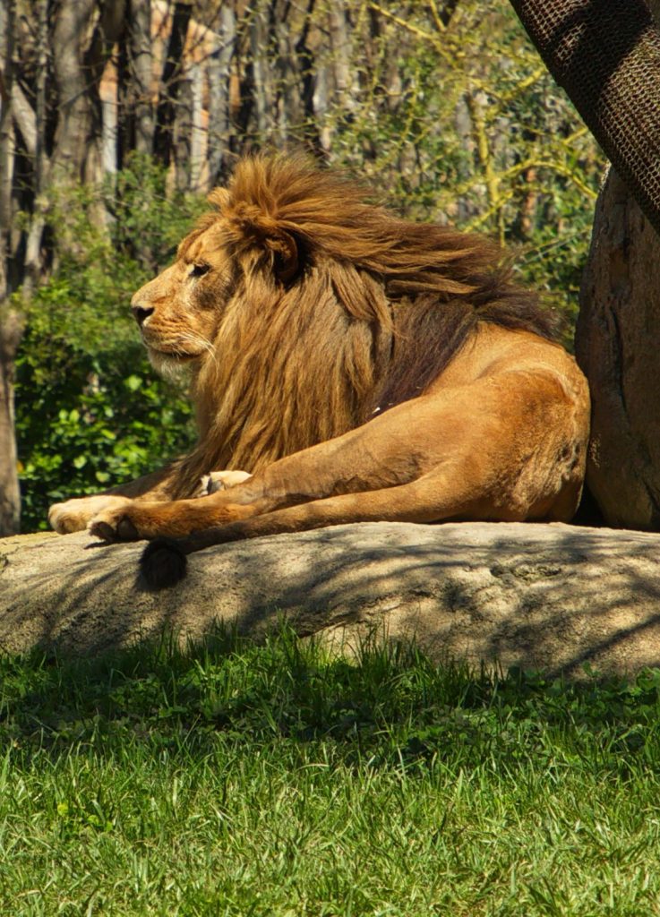 Leone nel Bioparc Valencia