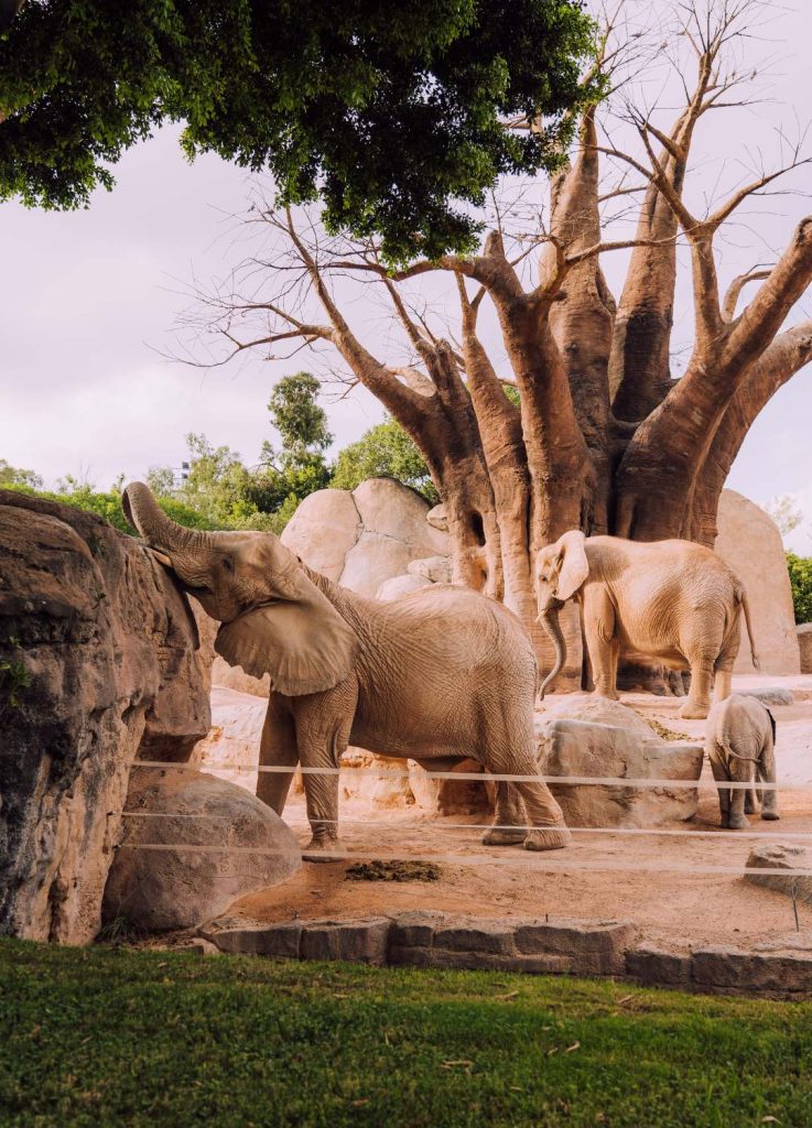 Elefante Bioparc Valencia