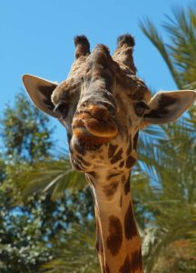 Jirafa en Bioparc Valencia